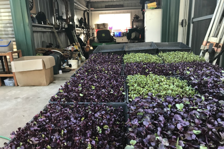 Red and green leaves in trays.