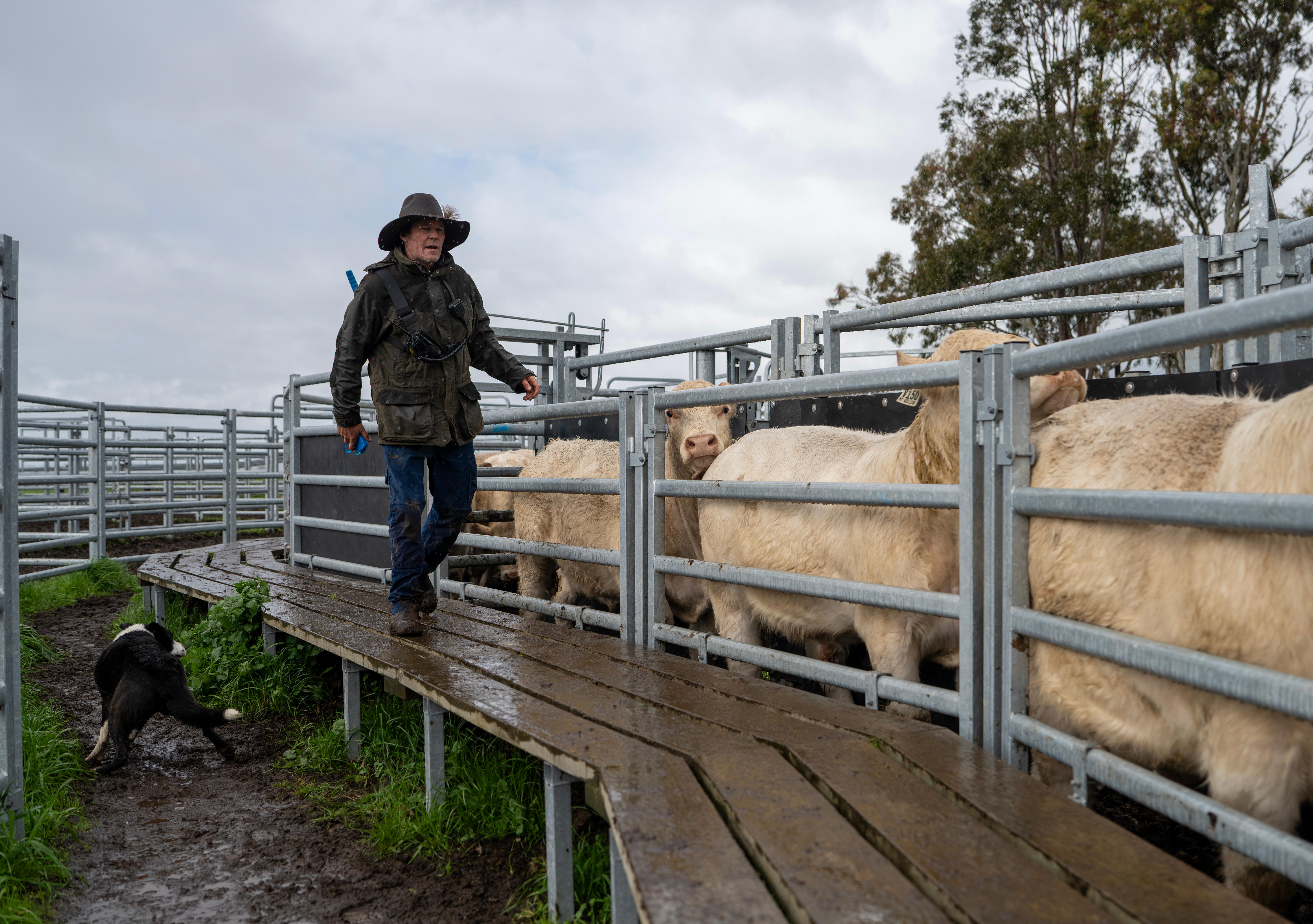 Un hombre con sombrero y ropa impermeable se encuentra en un camino elevado que rodea un corral lleno de ganado.