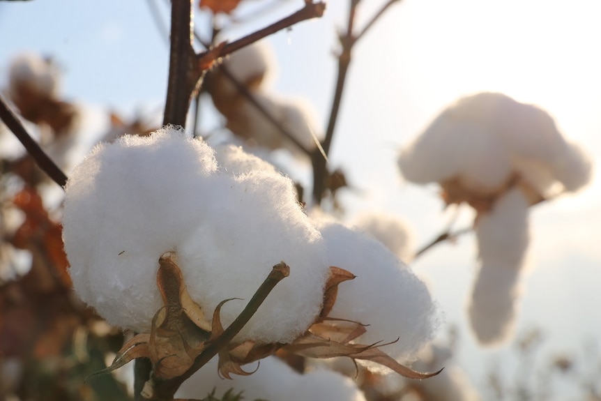 A close-up of cotton being grown in northern Australia.