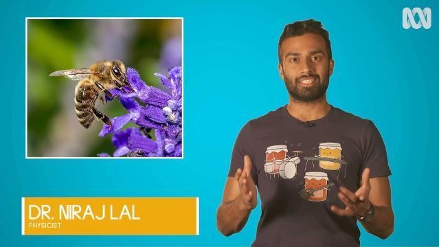 Man stands beside inset photo of bee on a flower