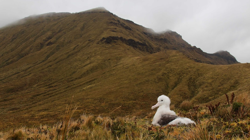 A baby albatross, the size of a dog, sits on a nest in an epic rolling landscape of mountains and mist.