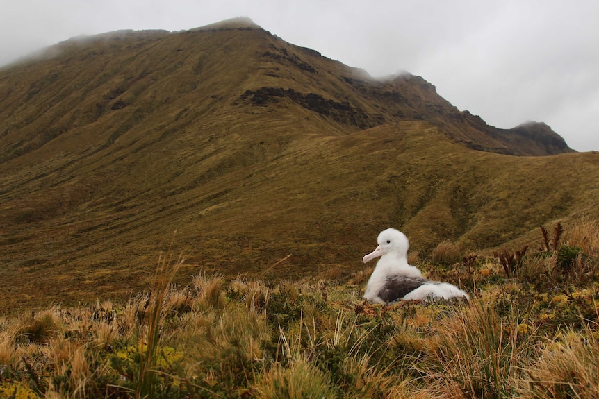 Tristan Albatross Chick, Gough Island
