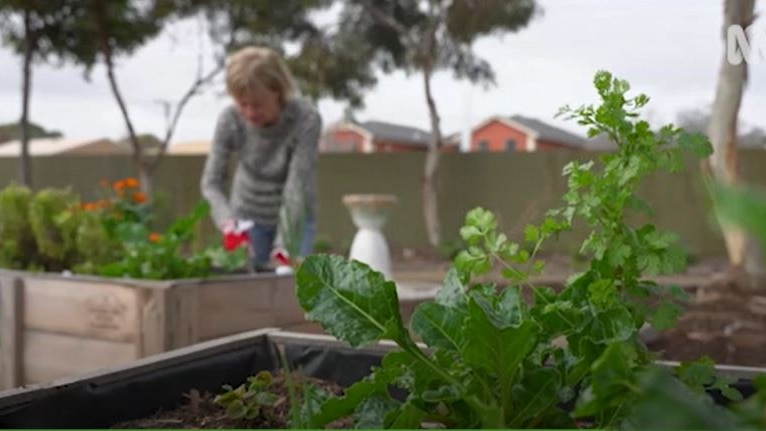 Blurred image of woman in background tending to raised garden. Green edible leaves are growing in the foreground