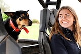 Claire sits at the wheel of the farm buggy smiling and looking at her kelpie Katie who sits in the back.