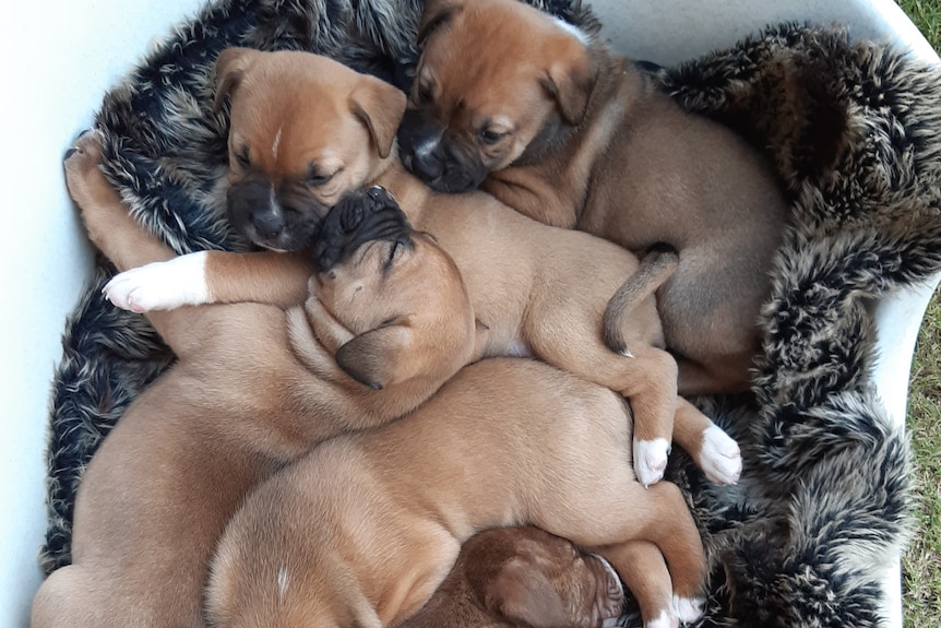 a litter of puppies