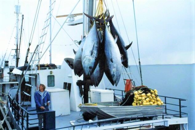 Large tuna hang from ropes on a fishing boat.