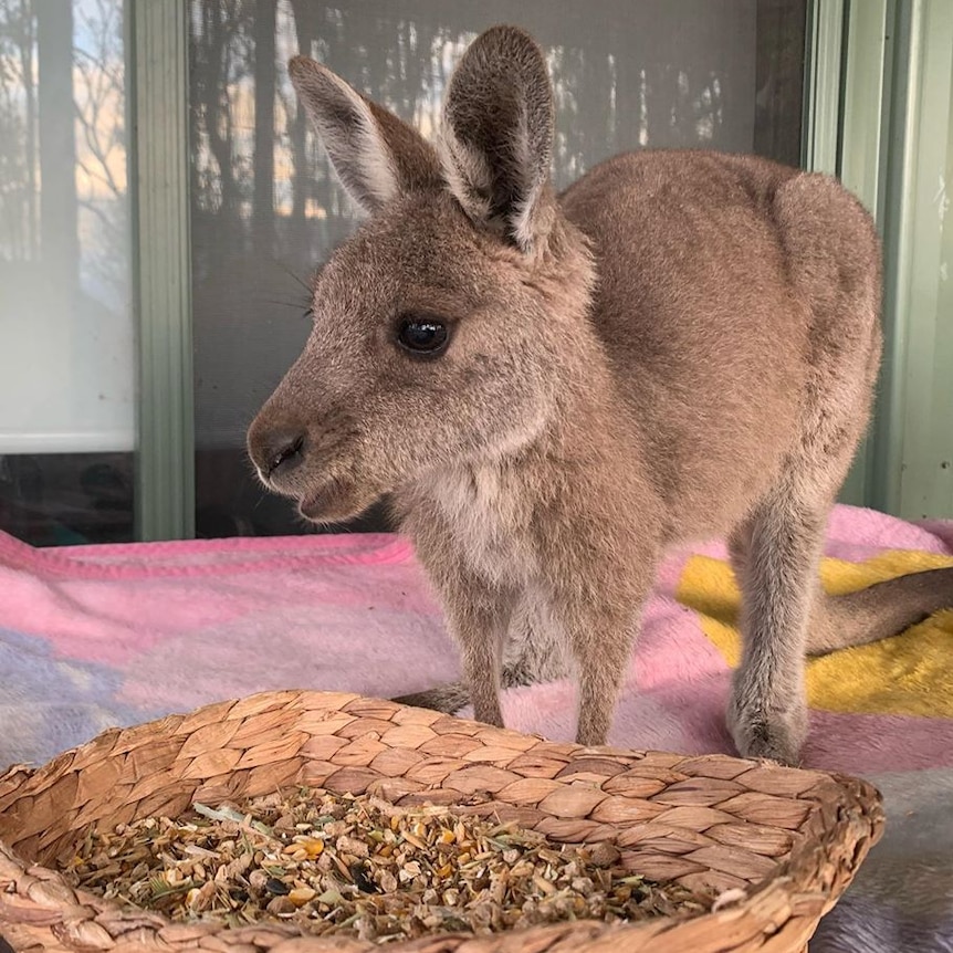 A baby kangaroo on a blanket being served feed