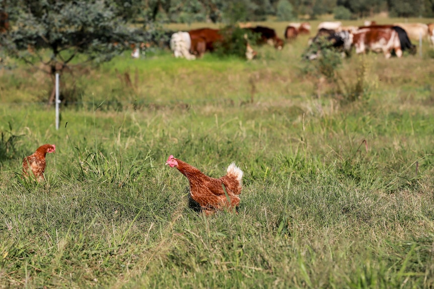Chicken runs across green grass with cows visible behind fence in background
