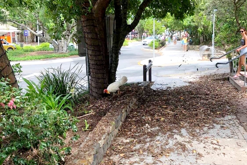 A white brush turkey under a tree across a trail.