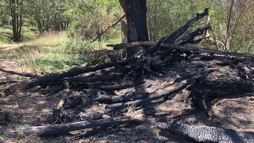 A pile of charred logs on the ground after being set on fire.