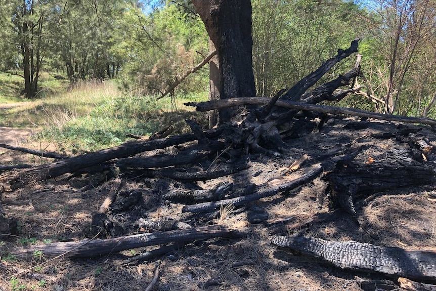 A pile of charred logs on the ground after being set on fire.