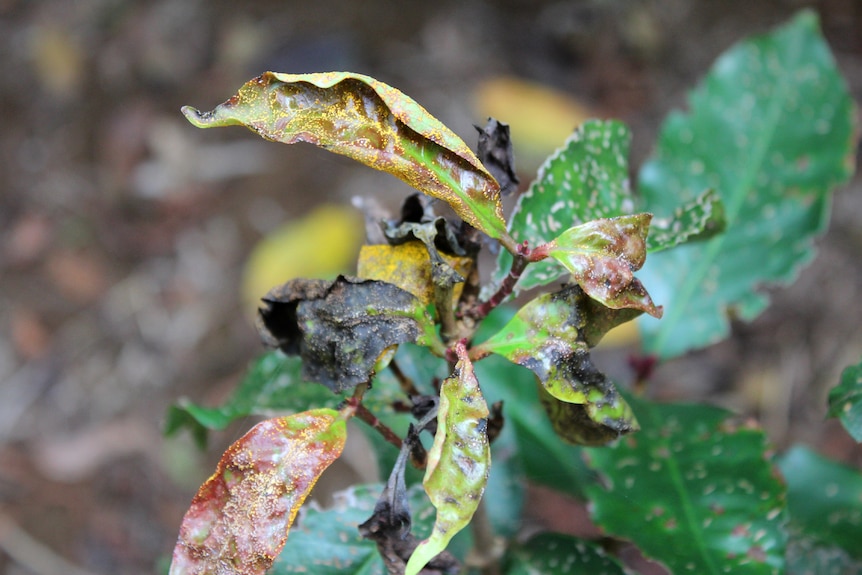 Leaves of the Red lilly pilly (Syzygium hodkinsonia) infected with mytle rust