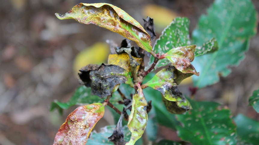 Leaves of the Red lilly pilly (Syzygium hodkinsonia) infected with mytle rust