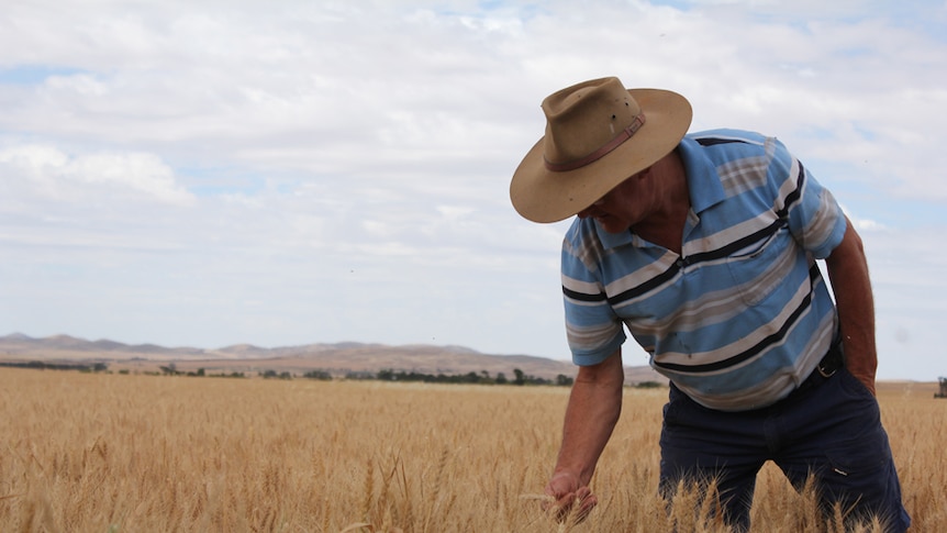 Man in a blue striped shirt and brimmed hat standing in wheat field bending down to look at a head of wheat.