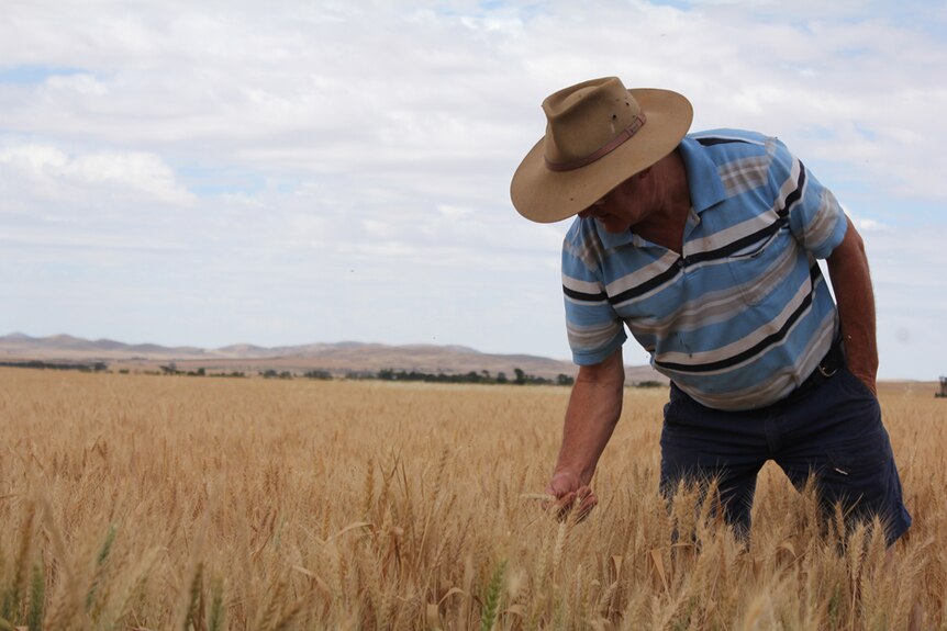 Man in a blue striped shirt and brimmed hat standing in wheat field bending down to look at a head of wheat.