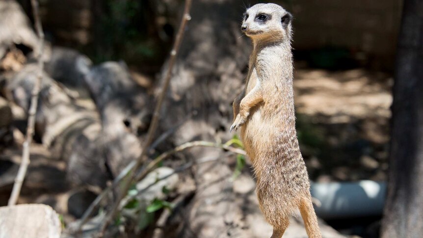 Meerkat standing alert