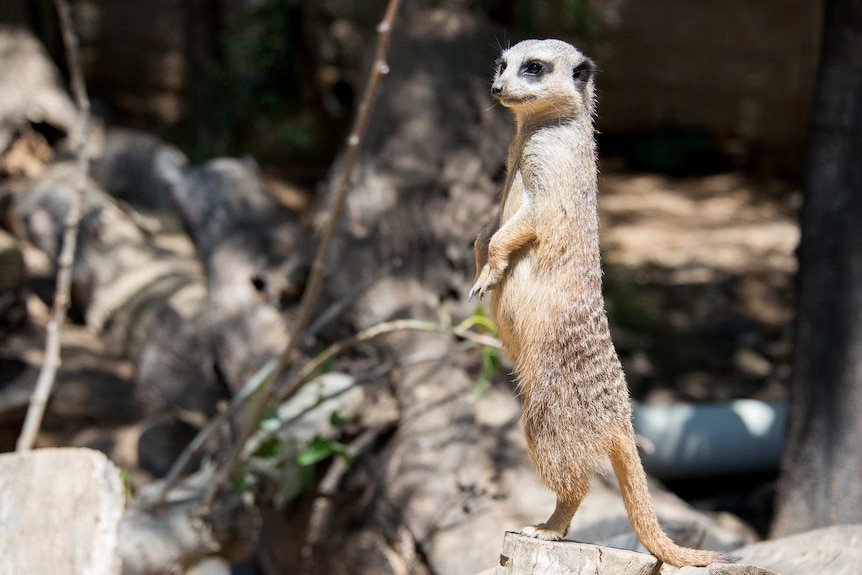 Meerkat standing alert