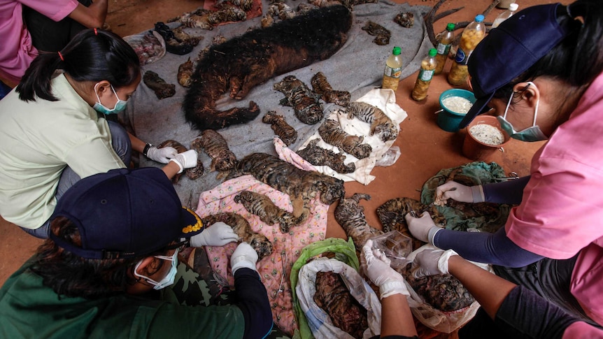 People crouch and crowd around a row of dead tiger cubs