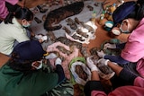 People crouch and crowd around a row of dead tiger cubs