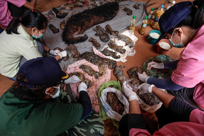 People crouch and crowd around a row of dead tiger cubs