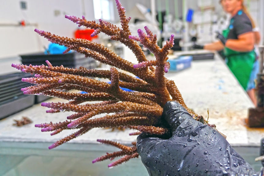 Coral In A Gloved Hand In Front Of A Long Table.