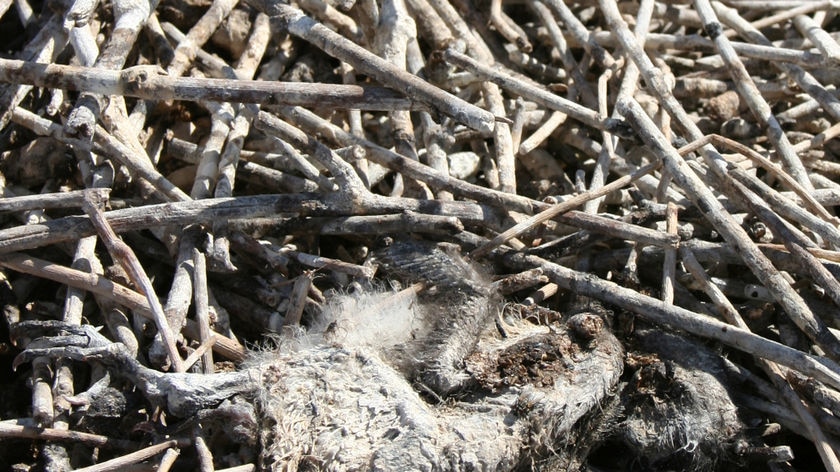 Dead waterbird chicks at Narran Lakes