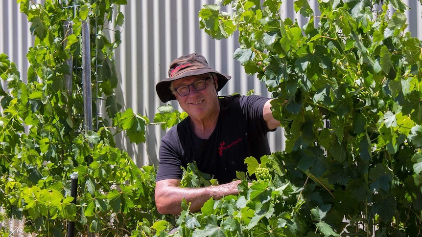 Steve Feletti with piquepoul vines