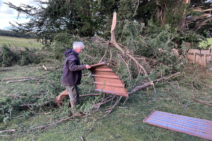 A man carries a piece of debris around a fallen tree.