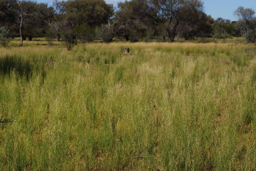 A paddock of bright green seeding grass on Nallan Station.