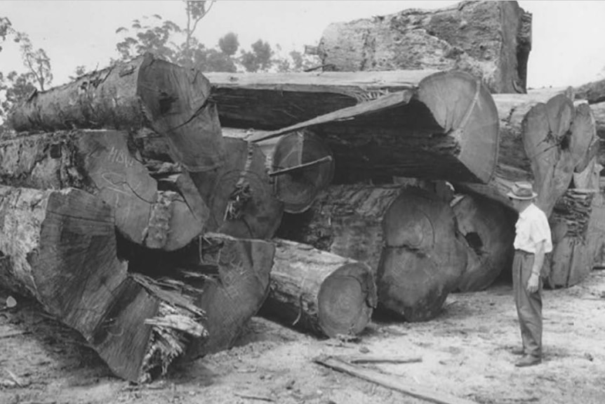 Black and white image of man in a hat standing next to an enormous pile of felled logs