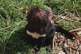 A Tasmanian devil looks up towards the camera from a grassy enclosure.