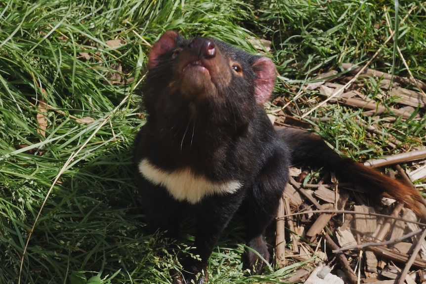 A Tasmanian devil looks up towards the camera from a grassy enclosure.