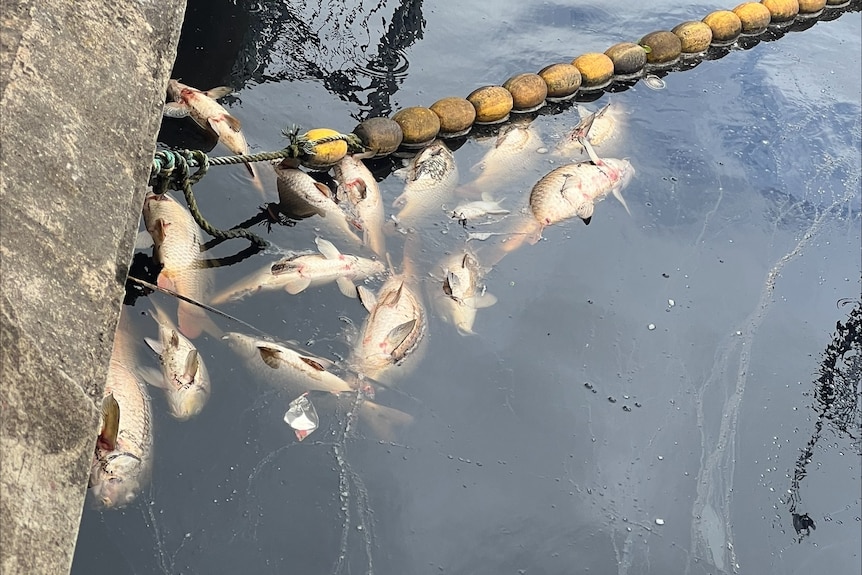 Dead fish in the water next to a concrete bank and floaties