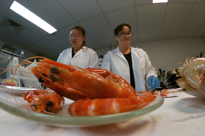 Prawns sit on a plate in front of scientists in white coats.