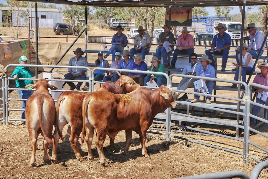 The PGA bull sale in Fitzroy Crossing in full swing