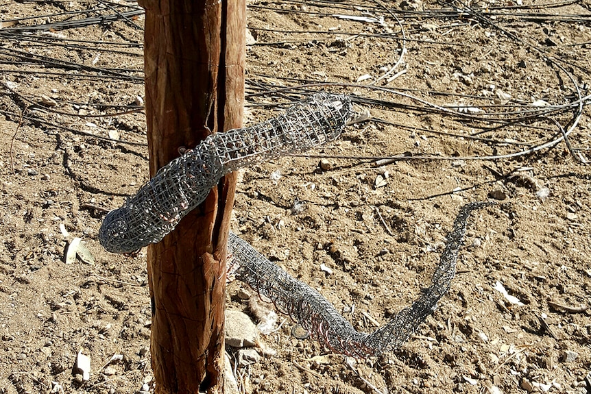 Ms Westlund used recycled wire to fashion a sculpture of a Collett's snake, native to this region of Australia.