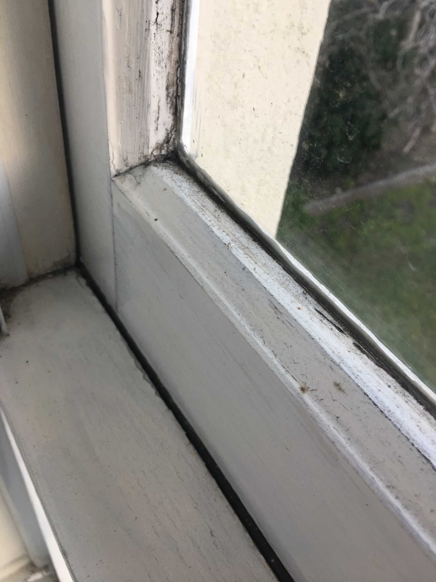 Mould growing on windowsill.