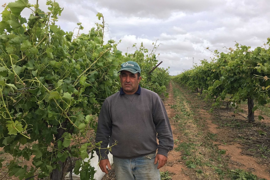 John Cirillo in his wind and hail damaged table grapes.