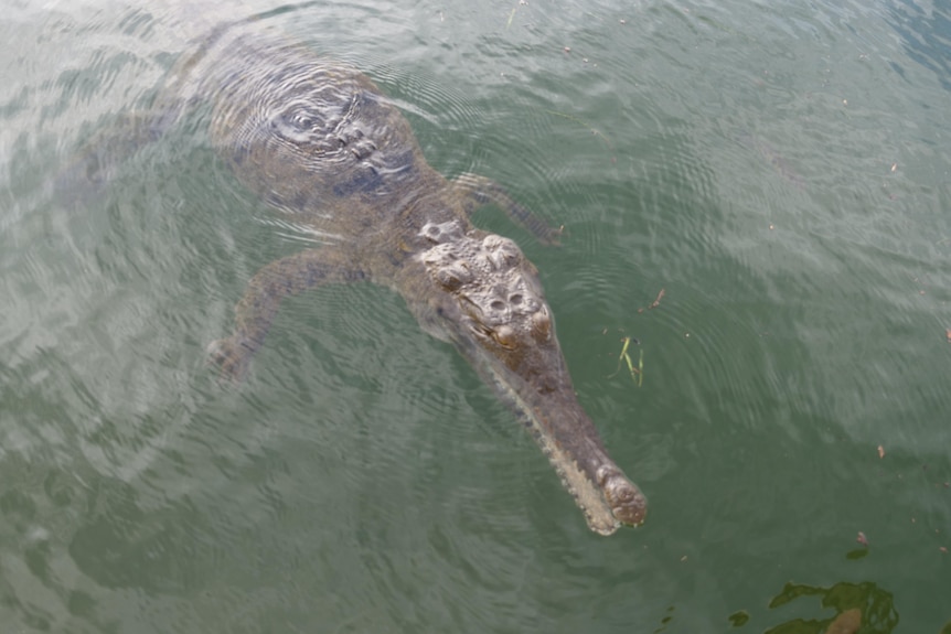 freshwater croc in lake