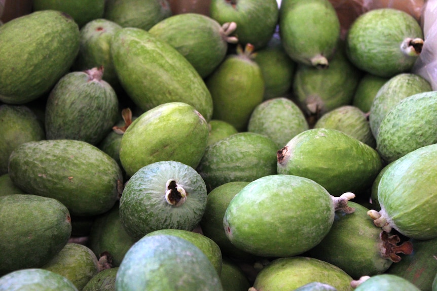 Dozens of small green fruits in a box, feijoas are the shape of an AFL football and the size on an egg
