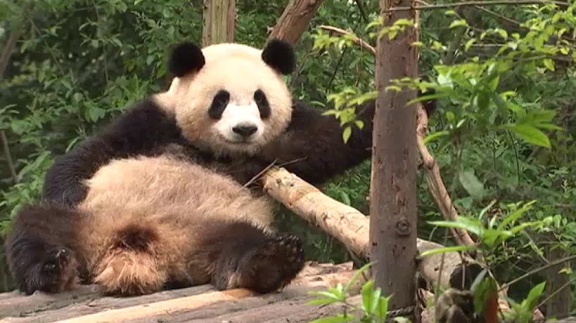 Panda reclining