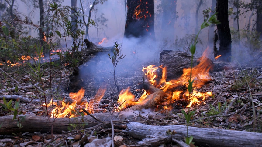 Fire burns logs and leaves in a forest.