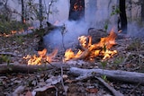 Fire burns logs and leaves in a forest.