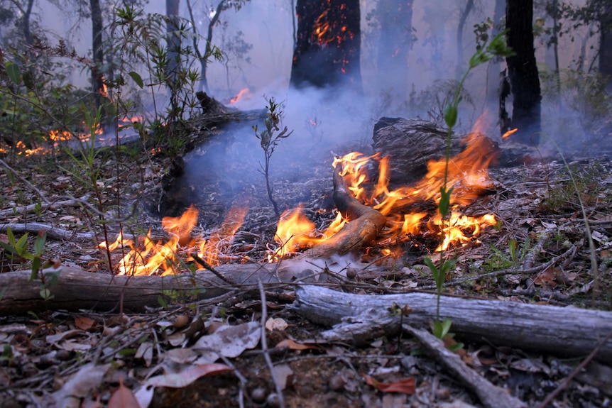 Fire burns logs and leaves in a forest.