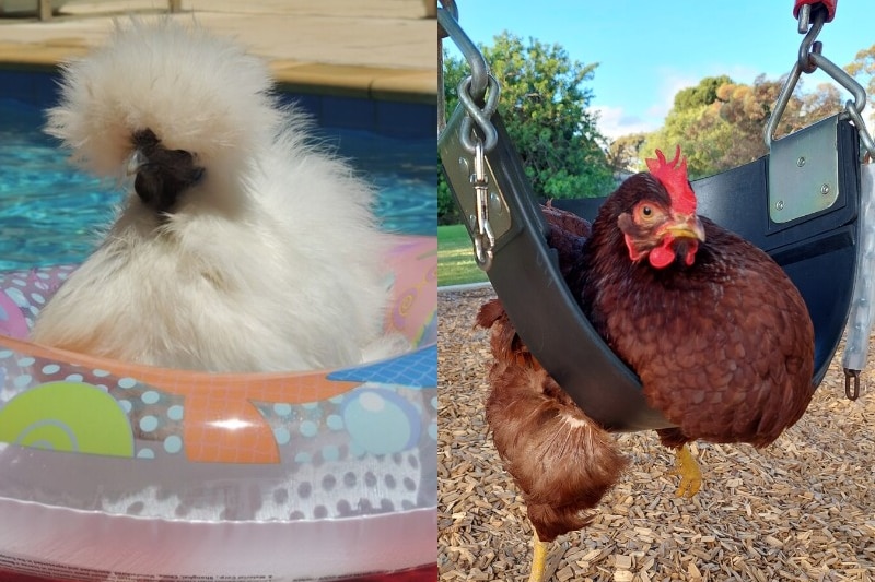 One chook sits in a pool floaty, another sits on a park swing. 