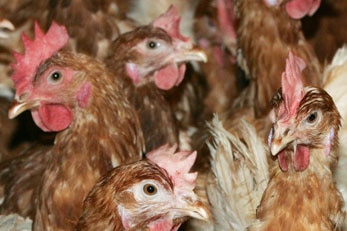 Close up of of brown chickens huddled together.