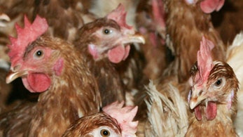 The bird flu outbreak poses a threat to the British poultry industry.