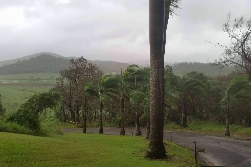 Wind batters trees and cane.