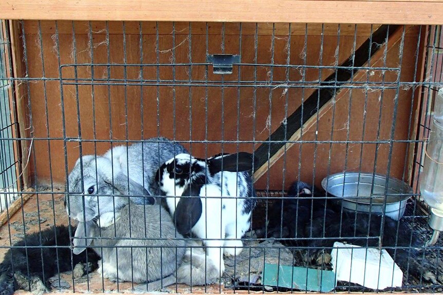 The rabbits were found in a cage without access to food or water. July 22, 2014.