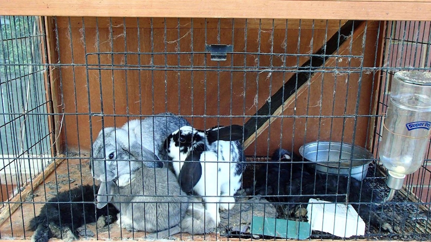 The rabbits were found in a cage without access to food or water.